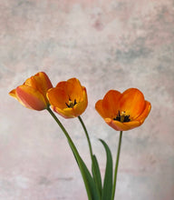 'Petalo' Hand-Painted Photography Background Weathered Concrete, pink